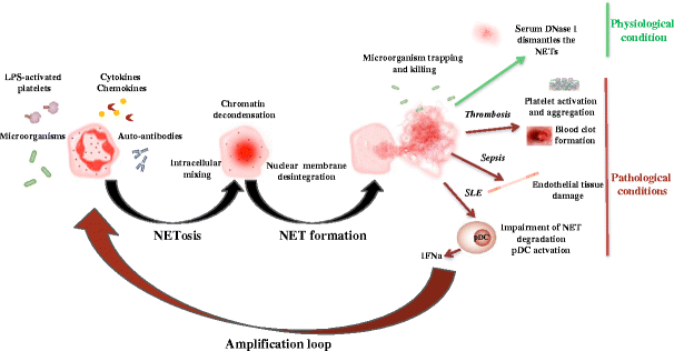 Neutrophils in innate and adaptive immunity | SpringerLink