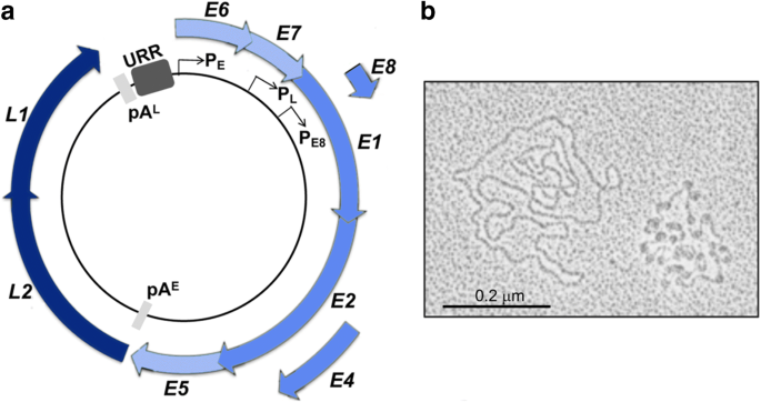 epigenetikus papilloma orális rák scielo