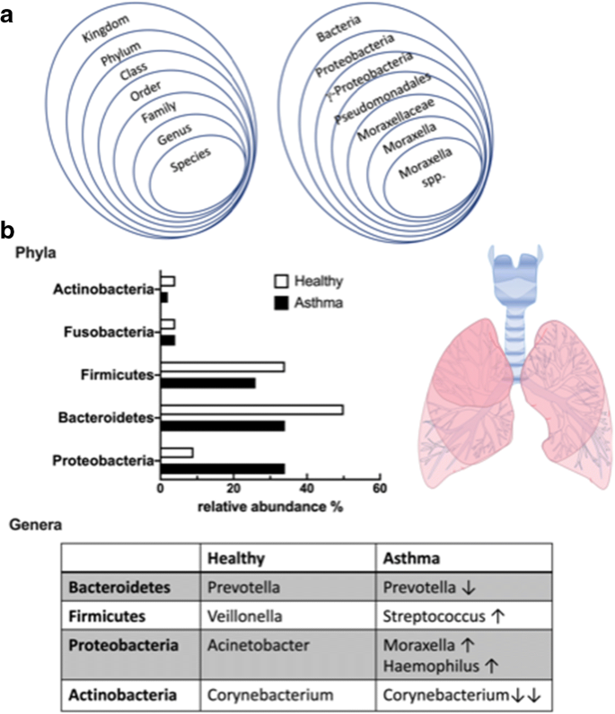 quercetin dysbiosis