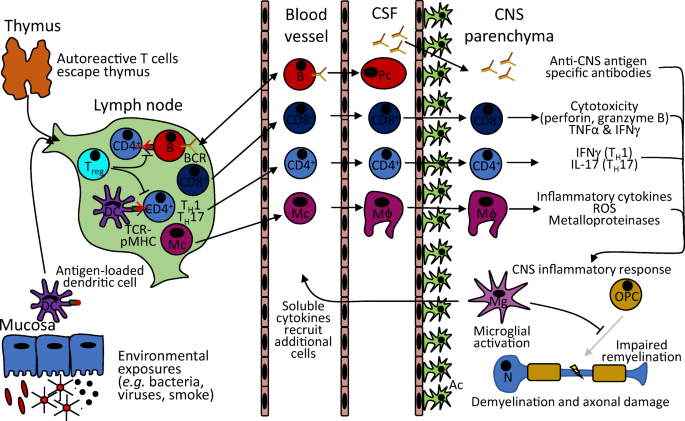 The contribution of thymic tolerance to central nervous system autoimmunity  | SpringerLink