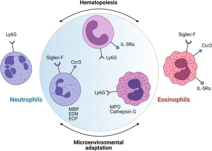 The twilight zone: plasticity and mixed ontogeny of neutrophil and  eosinophil granulocyte subsets | SpringerLink