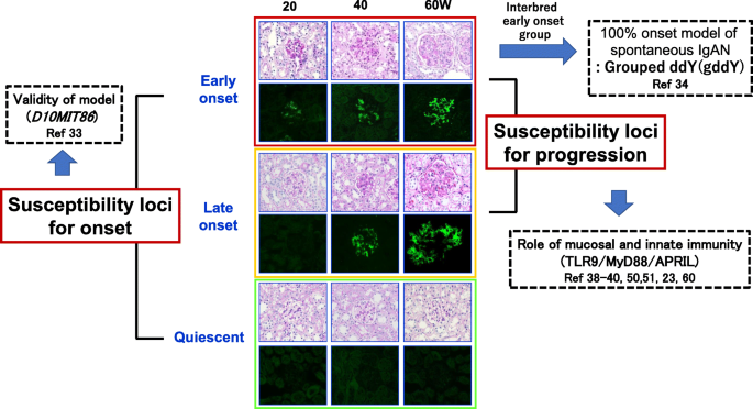 Are there animal models of IgA nephropathy? | SpringerLink Are there animal models of IgA nephropathy? | SpringerLink