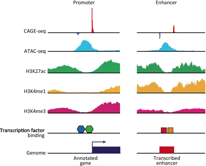 Cap analysis of gene expression (CAGE) and noncoding regulatory elements |  SpringerLink