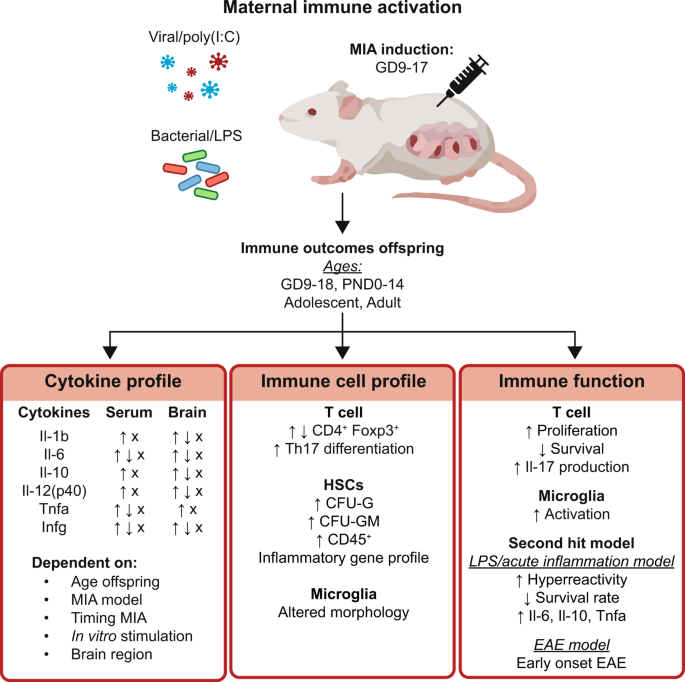 The fetal programming effect of maternal immune activation (MIA) on the ...
