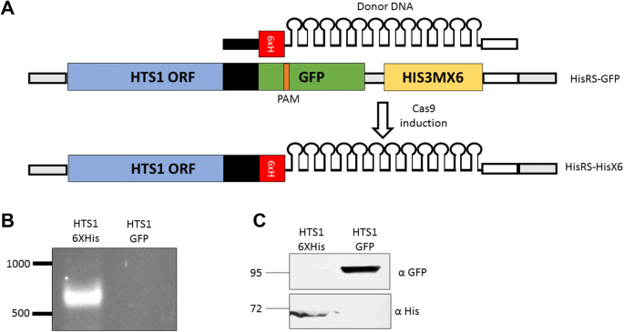 Expanding The Crispr Cas9 Toolbox For Gene Engineering In S Cerevisiae Springerlink