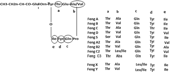 Characterization Of New Fengycin Cyclic Lipopeptide Variants Produced By Bacillus Amyloliquefaciens Et Originating From A Salt Lake Of Eastern Algeria Springerlink