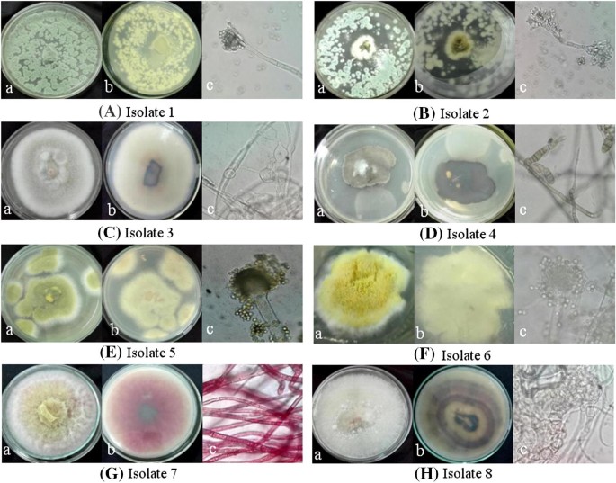 Isolation And Identification Of Endophytic Fungi In Kernels Of Coix Lachrymal Jobi L Cultivars Springerlink