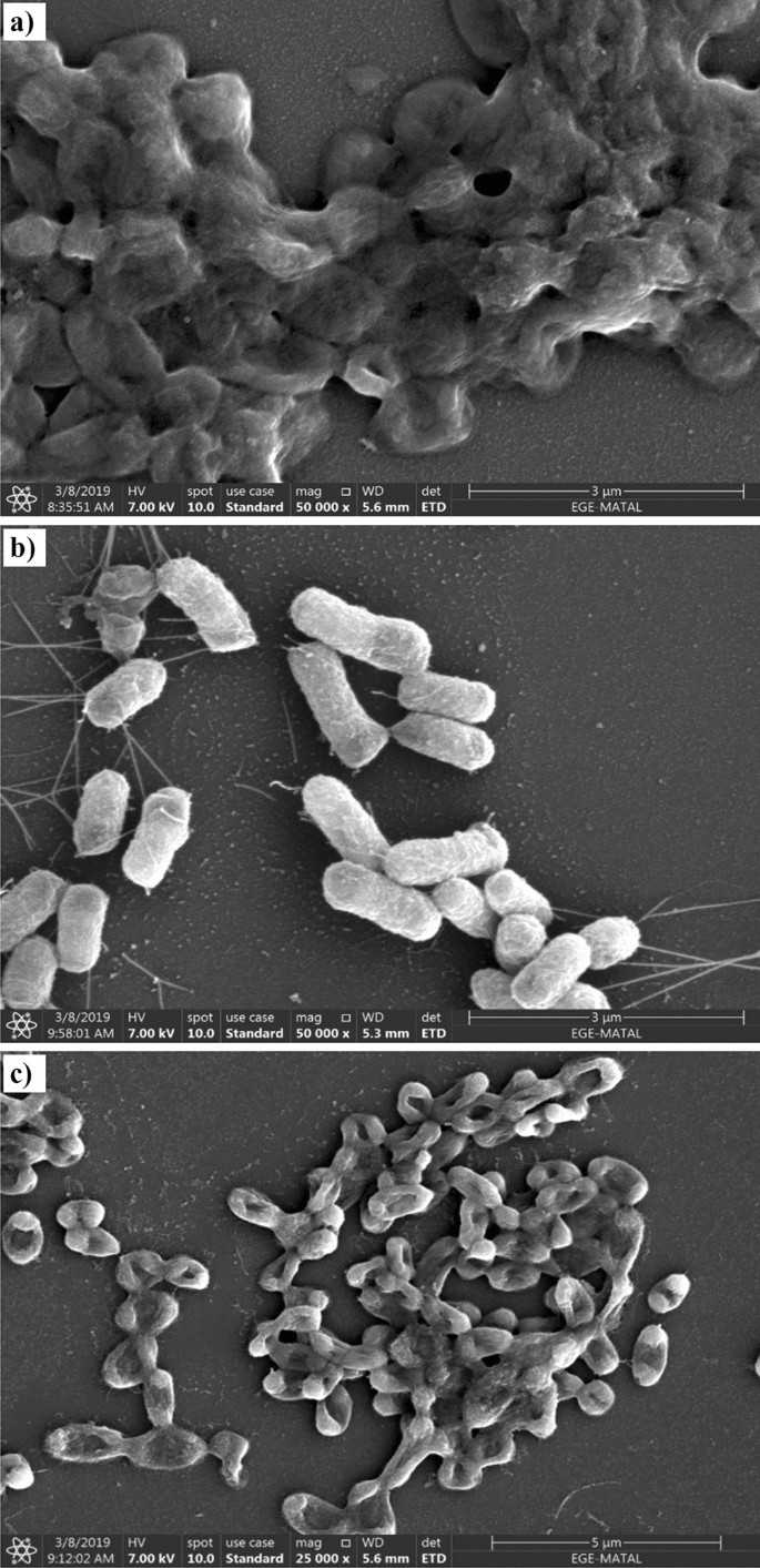 Biofilm Formation By Salmonella Enterica Strains Springerlink