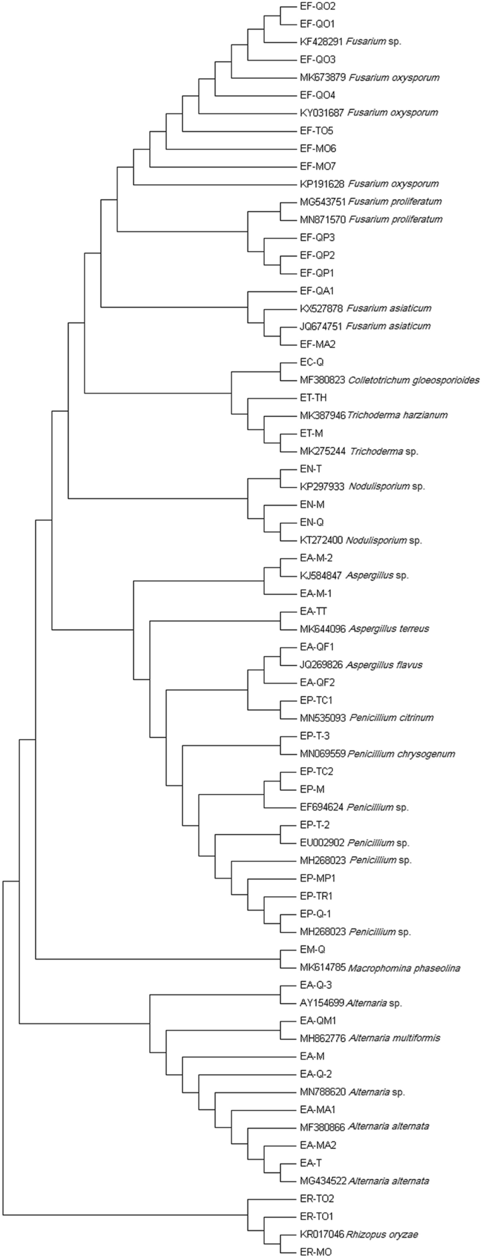Diversity And Spatiotemporal Distribution Of Fungal Endophytes Associated With Salvia Multicaulis Springerlink