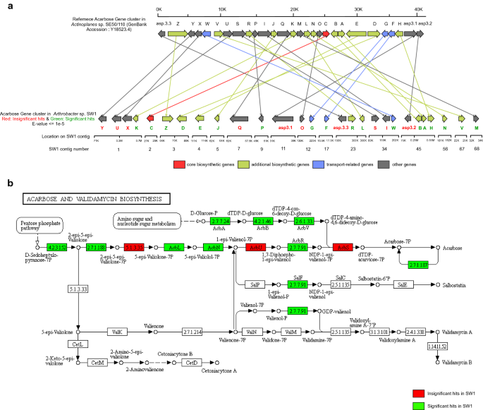 Integrated Genomic And Functional Characterization Of The Anti Diabetic Potential Of Arthrobacter Sp Sw1 Springerlink