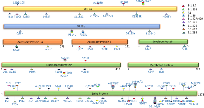 SARS-CoV-2 variants from mink evade inhibition by antibodies