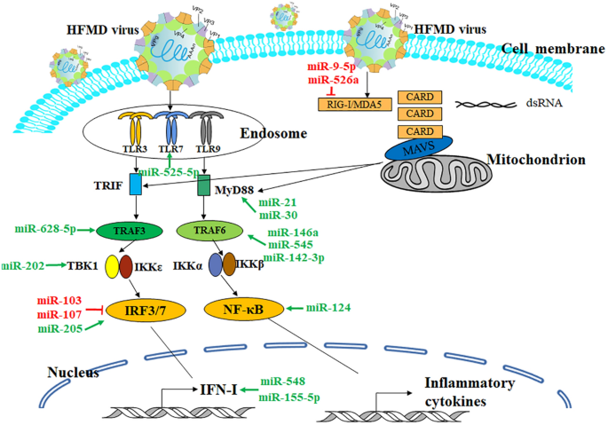 Roles of Non-Coding RNAs in Virus-Host Interaction About 