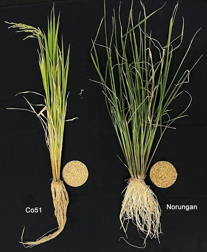 Rhizobacterial Community Structure Differs Between Landrace and ...
