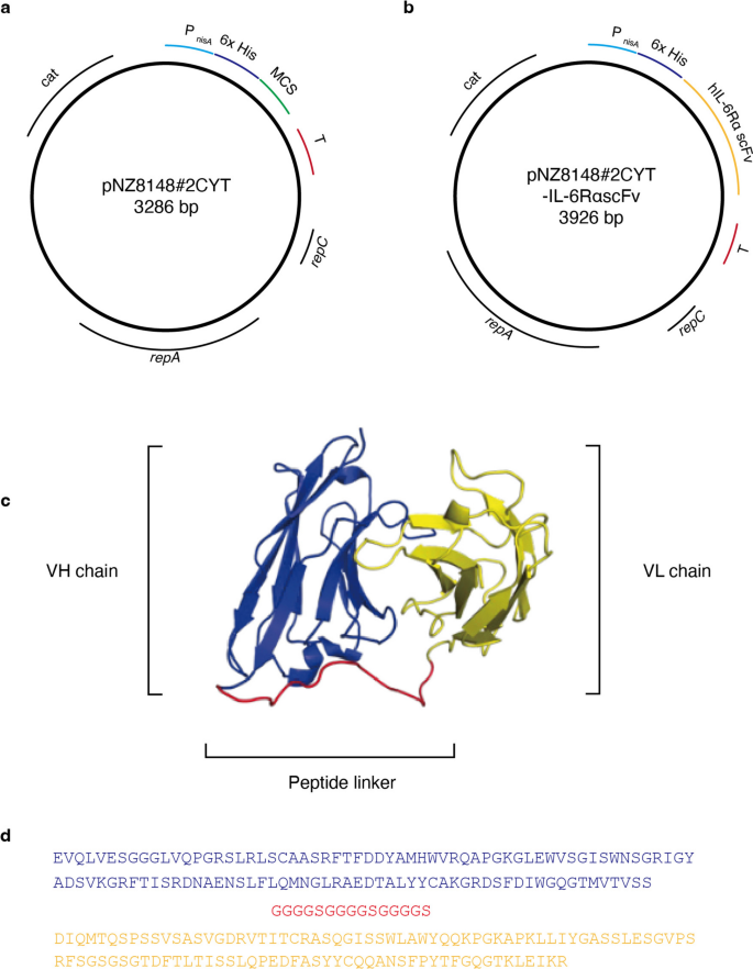 Development of a Genetically Modified Lactococcus lactis Strain that ...