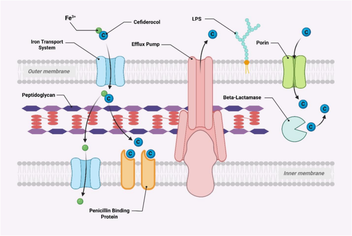 Cefiderocol: A Comprehensive Review of Chemistry, Mechanisms of ...