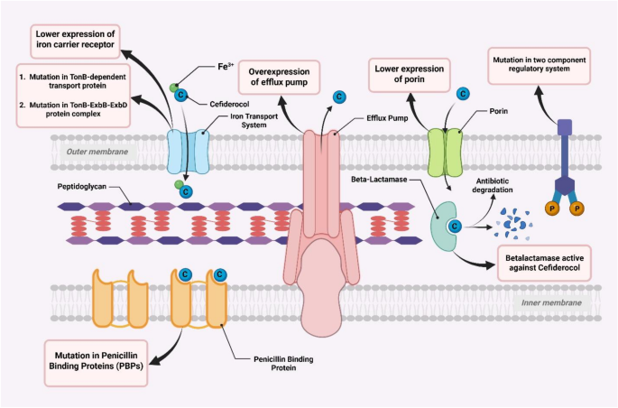 Cefiderocol Class Cefiderocol: A Comprehensive Review of Chemistry, Mechanisms of ...