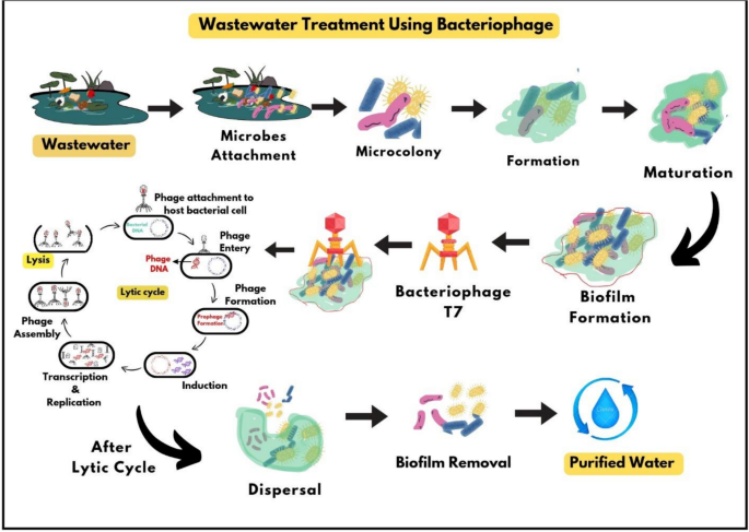 A Comprehensive Review: Exploring the Potential of Bacteriophages in ...