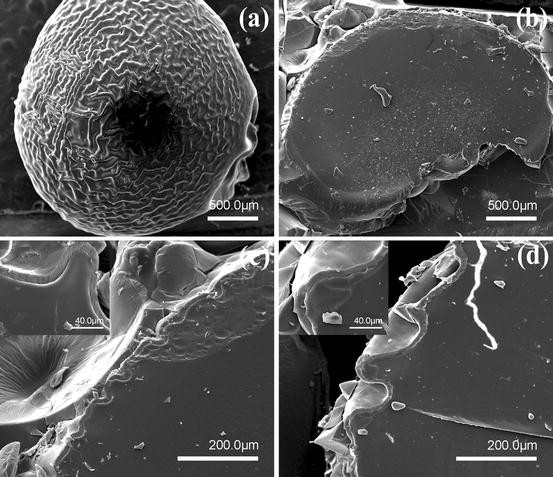 A Facile Fabrication Of Core Shell Sodium Alginate Gelatin Beads For Drug Delivery Systems Springerlink
