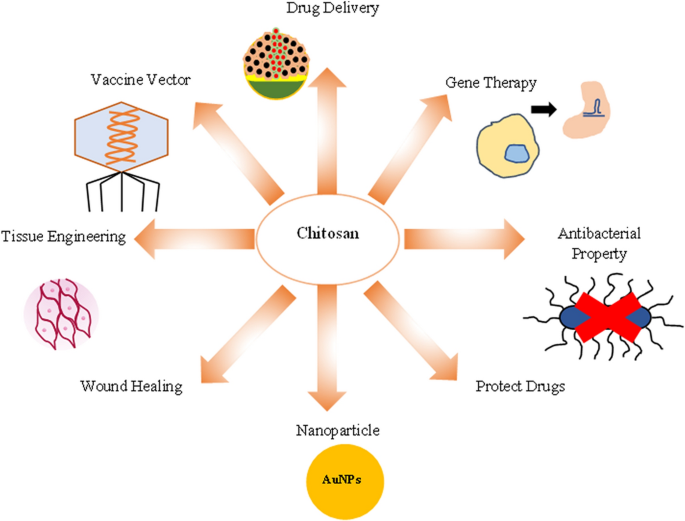 Chitosan In Healthcare