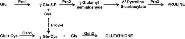 Role of glutathione in the oxidative stress response in the fungal pathogen  Candida glabrata | Discover Genetics and Evolution