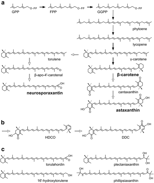 Biological Roles Of Fungal Carotenoids Springerlink