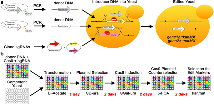 Yeast genetic interaction screens in the age of CRISPR/Cas | SpringerLink