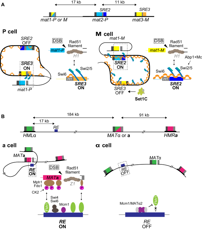 Mating-type switching by homology-directed recombinational repair: a matter  of choice | SpringerLink