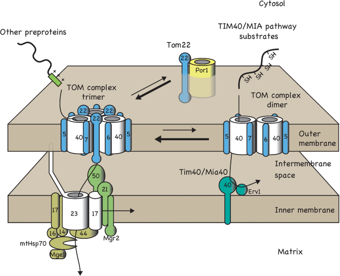 Regulation Of The Protein Entry Gate Assembly By Mitochondrial Porin Springerlink