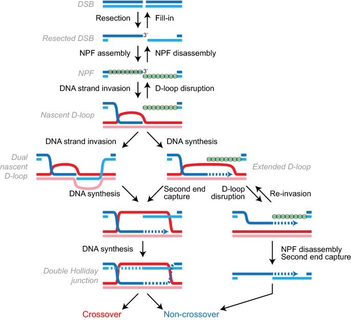 Moving Forward One Step Back At A Time Reversibility During Homologous Recombination Springerlink