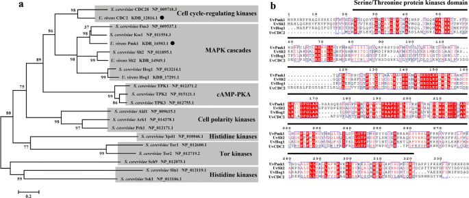 Two Protein Kinases Uvpmk1 And Uvcdc2 With Significant Functions In Conidiation Stress Response And Pathogenicity Of Rice False Smut Fungus Ustilaginoidea Virens Springerlink
