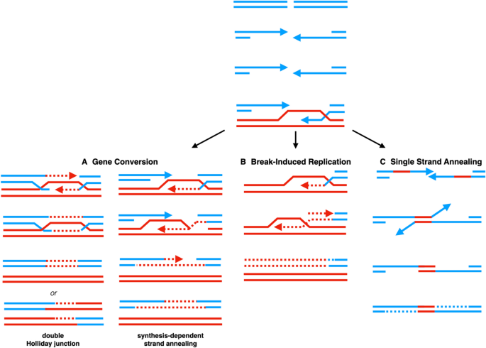 Single-strand template repair: key insights to increase the efficiency of  gene editing | SpringerLink