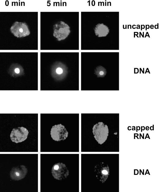 mrna in tobacco Uncapped mRNA introduced into tobacco protoplasts can be imported into the  nucleus and is trapped by leptomycin B | Plant Cell Reports