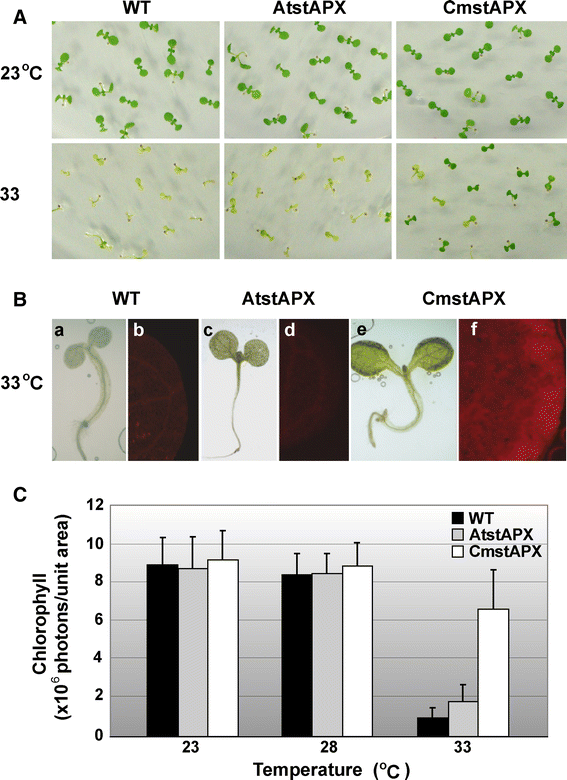 Expression of the Cyanidioschyzon merolae stromal ascorbate peroxidase in  Arabidopsis thaliana enhances thermotolerance | SpringerLink