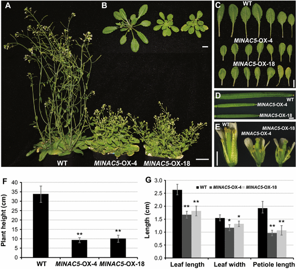 Overexpression of a Miscanthus lutarioriparius NAC gene MlNAC5  
