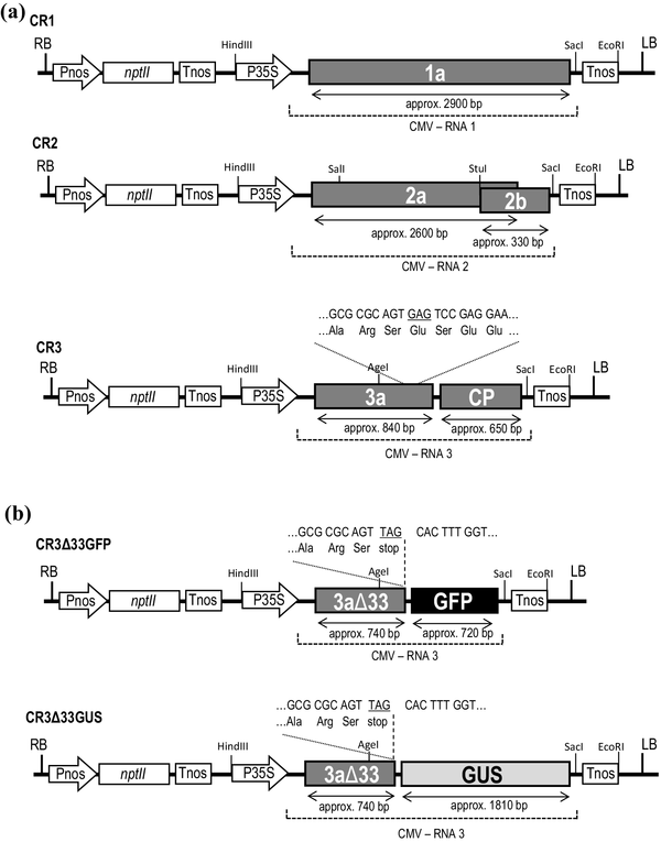 Rapid Transient Protein Production By The Coat Protein Deficient Cucumber Mosaic Virus Vector Non Packaged Cmv System Nopacs Springerlink Rapid Transient Protein Production By The Coat Protein Deficient Cucumber Mosaic Virus Vector Non Packaged Cmv System Nopacs Springerlink