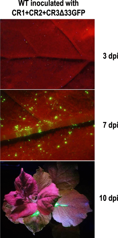 Rapid Transient Protein Production By The Coat Protein Deficient Cucumber Mosaic Virus Vector Non Packaged Cmv System Nopacs Springerlink Rapid Transient Protein Production By The Coat Protein Deficient Cucumber Mosaic Virus Vector Non Packaged Cmv System Nopacs Springerlink