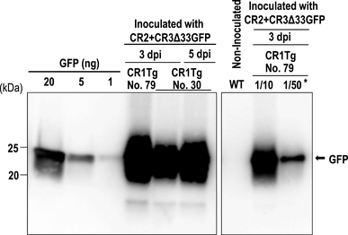 Rapid Transient Protein Production By The Coat Protein Deficient Cucumber Mosaic Virus Vector Non Packaged Cmv System Nopacs Springerlink Rapid Transient Protein Production By The Coat Protein Deficient Cucumber Mosaic Virus Vector Non Packaged Cmv System Nopacs Springerlink