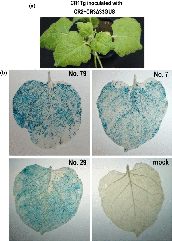 Rapid Transient Protein Production By The Coat Protein Deficient Cucumber Mosaic Virus Vector Non Packaged Cmv System Nopacs Springerlink Rapid Transient Protein Production By The Coat Protein Deficient Cucumber Mosaic Virus Vector Non Packaged Cmv System Nopacs Springerlink