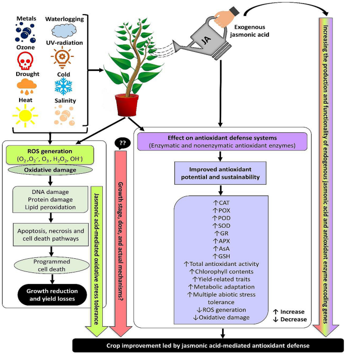 Jasmonic acid: a key frontier in conferring abiotic stress tolerance in  plants | SpringerLink