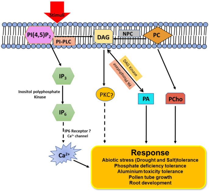 phospholipase c signaling pathway and lipid mediators Emerging role of phospholipase C mediated lipid signaling in abiotic stress  tolerance and development in plants | Plant Cell Reports