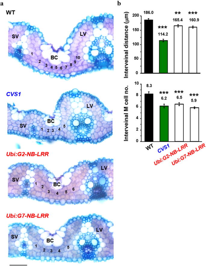 Phenotype of wild-type Supi 3 and mutant wh. (A) spikes, (B) leaf