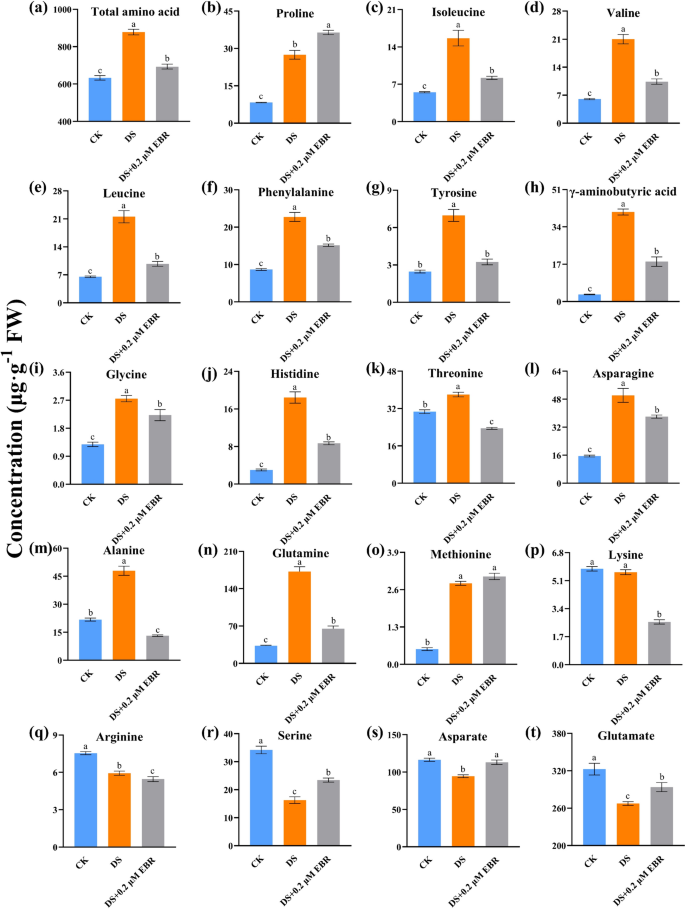 24epibrassinolide enhances drought tolerance in grapevine (Vitis