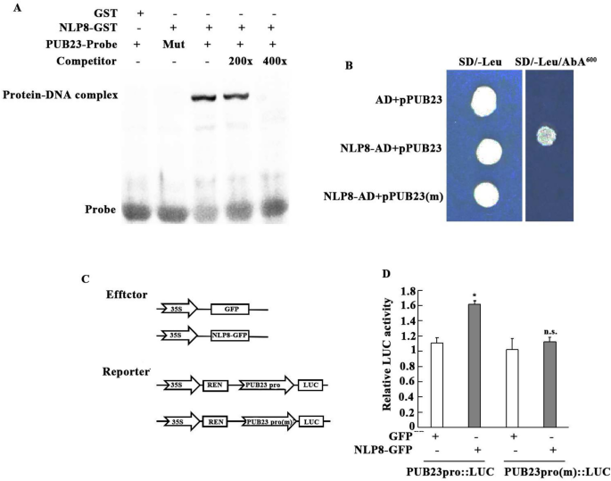 NIN-like proteins NLP8 negatively regulate drought resistance in ...