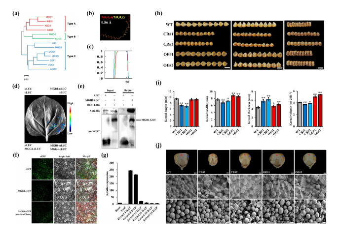 Plasma membrane maize Gγ protein MGG4 positively regulates seed size ...