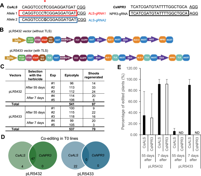 Transgene-free genome editing in citrus and poplar trees using positive ...