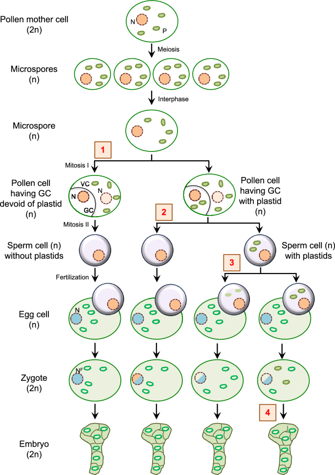 Genistoids Examples Biparental plastid inheritance and its implications in plastid genome ...