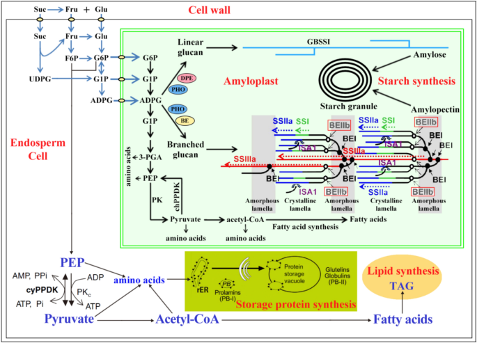 Starch branching enzyme: structure, key functional sites, and ...