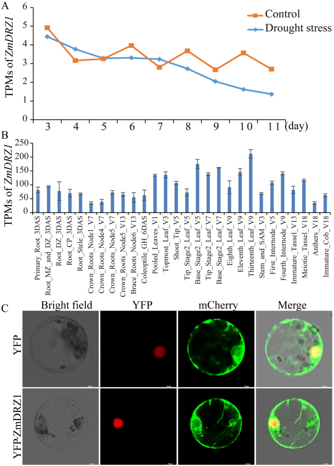 ZmDRZ1 negatively regulates drought tolerance via modulating ABA ...