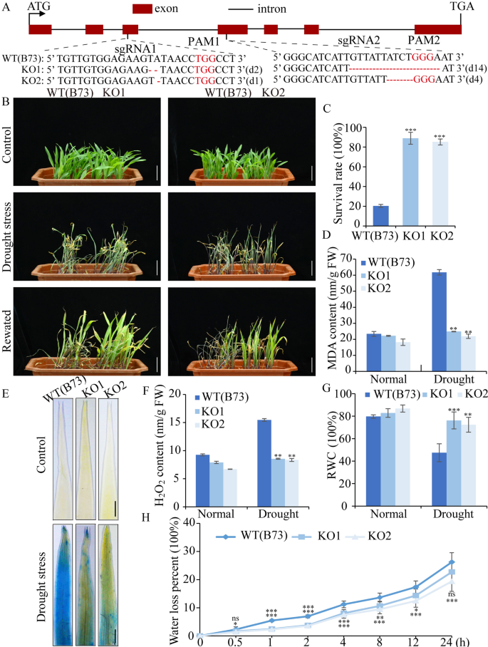 ZmDRZ1 negatively regulates drought tolerance via modulating ABA ...