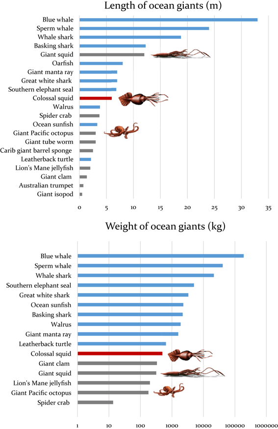 Biology and ecology of the world's largest invertebrate, the colossal squid (Mesonychoteuthis hamiltoni): a short review | SpringerLink Biology and ecology of the world's largest invertebrate, the colossal squid (Mesonychoteuthis hamiltoni): a short review | SpringerLink